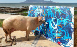 Tablourile pictate de porcul Pigcasso vîndute la un preț record