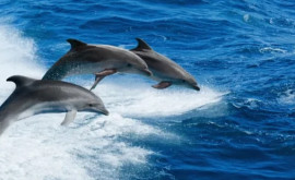 Vor putea balenele și delfinii să trăiască vreodată pe uscat