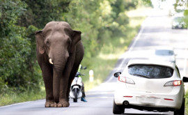 Un elefant scăpat de la circ surprins pe o autostradă din Italia