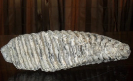 Un dinte de mamut printre exponatele unui muzeu din raionul Rîșcani