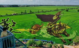 Imagini uimitoare În China și Japonia orezul este plantat în formă de picturi