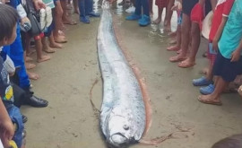 Жители Перу в панике На пляж выбросило огромного сельдяного короля предвестника несчастий