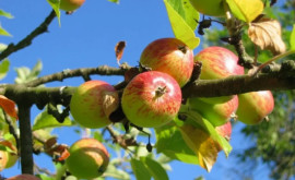 Цены на яблоки в Молдове снижаются