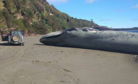 O balenă albastră a eşuat pe o plajă din Chile