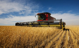 Ce volum de cereale au recoltat fermierii locali din regiunea transnistreană 
