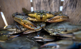 O specie invazivă de crabi amenință fermele se scoici din Italia