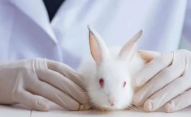 Comisia Europeană intenționează să interzică experimentele pe animale însă cu unele excepții