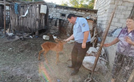 Житель Оргеевского района держал олененка в неволе