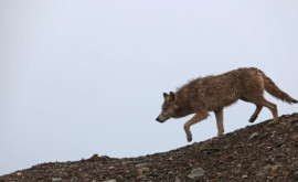 Власти Андалусии объявили волков исчезнувшим видом