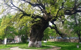 Stejarul lui Ștefan cel Mare din satul Cobîlea riscă să se rupă
