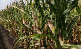 Урожай кукурузы в этом году будет выше