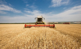 În Transnistria se apropie de sfîrșit recoltarea cerealelor Cît grîu a fost strîns