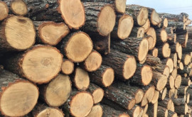 Moldsilva a început o anchetă privind vînzarea lemnelor după ce Recean a anunțat fapte de corupție