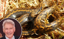 O nouă specie de șarpe va purta numele unui cunoscut actor 