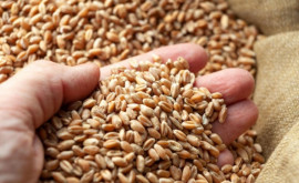 Reuters India ar putea importa grîu ieftin din Rusia