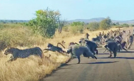 Un leopard vîna babuini și a devenit el însuși prada lor