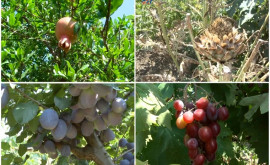 Peste 200 de tipuri de fructe și pomușoare cresc în grădina exotică a unei familii din CiokMaidan