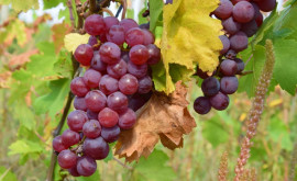 Начался сезон винограда Некоторые аграрии вынуждены продавать свою продукцию задешево