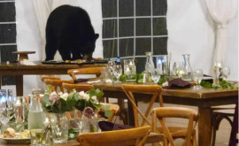 În Colorado un urs a poftit neinvitat la o nuntă și a mîncat toate deserturile