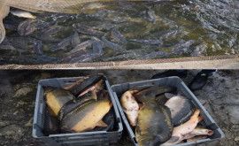 Новые правила содержания и реализации рыбы