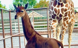 В зоопарке Теннесси родился уникальный жираф