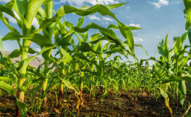 Фермеры ответили на предложение запретить выращивание кукурузы на юге страны