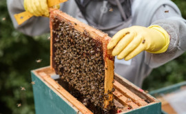 Prețul mierii sa egalat cu cel al zahărului Un apicultor din Kairaklia despre situația din industrie