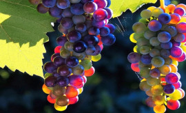 Минсельхоз объявил закупочные цены на виноград на заводах и винодельческих предприятиях 