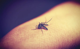 Тигровые комары быстро распространяются в Европе