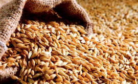 Egiptul a cumpărat grîu rusesc printrun acord privat