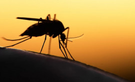 Власти предупредили британцев о смертельно опасных комарах 