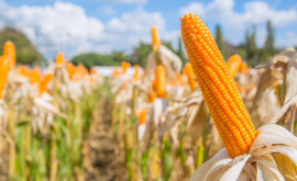 Засуха негативно сказалась на урожае кукурузы