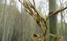 Oamenii de știință din Japonia dau un semnal de alarmă o specie de bambus care înflorește o dată la 120 de ani riscă să dispară