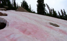 Omăt roz a fost observată în munții din Rusia 