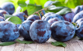 Ce recoltă de prune se așteaptă în Moldova în acest an