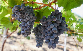 Сколько столового винограда может экспортировать Молдова в этом году
