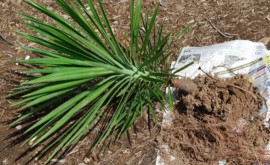 Ученые Сингапура открыли новый вид пальмы