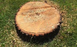 Новые случаи незаконной вырубки деревьев в Рышканах