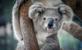 Рай для коал В одном из штатов Австралии запретят вырубку леса 