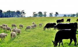 Important pentru fermieri au fost acreditate 9 metode noi de testare pentru animale