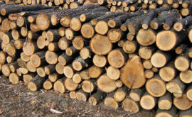 Putem cumpăra lemne pentru iarnă fără restricții la volum
