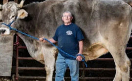 Американский бык гигантских размеров попал в Книгу рекордов Гиннесса