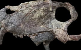 Au fost descoperite fosilele unui prădător uriaș care a dominat planeta înaintea dinozaurilor