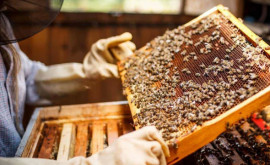 Disperare și pagube imense ce i sa întîmplat unei familii de apicultori din Rîșcani