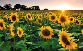 Guvernul de la Sofia a cedat A fost oprit importul de semințe de floarea soarelui din Ucraina