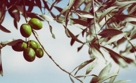 Цены на оливковое масло на мировом рынке выросли до 8 900 долларов за тонну