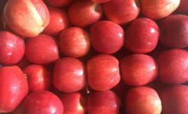Молдавские садоводы ожидают лучших ценовых предложений на яблоко 