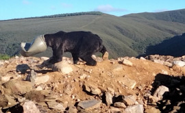 В Испании спасен медведь застрявший в пластиковом баке