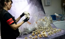 Груз для коллекционеров Таможенники Франции за год конфисковали сотни черепов приматов