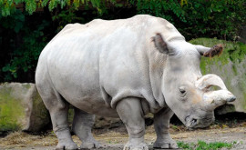 Numărul de rinoceri albi a crescut pentru prima dată din 2012 încoace